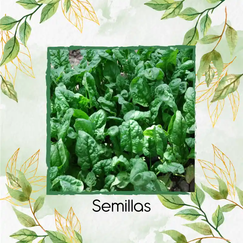 1.600 Semillas Orgánicas De Espinaca Bloomsdale