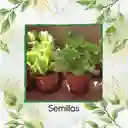 4.000 Semillas Orgánicas De Lechuga Batavia