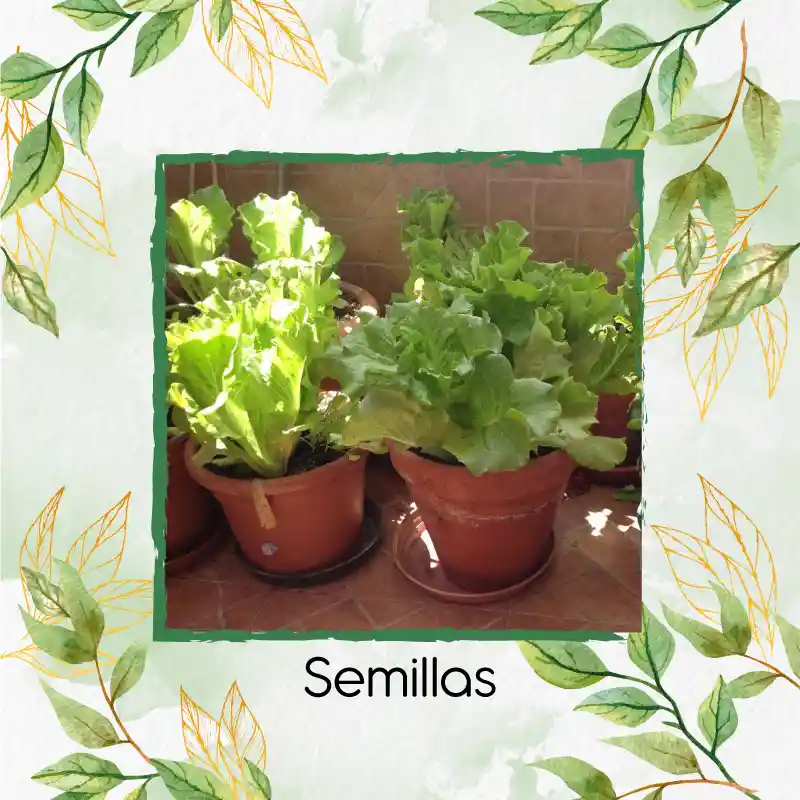 4.000 Semillas Orgánicas De Lechuga Batavia