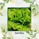 4.000 Semillas Orgánicas De Lechuga Batavia