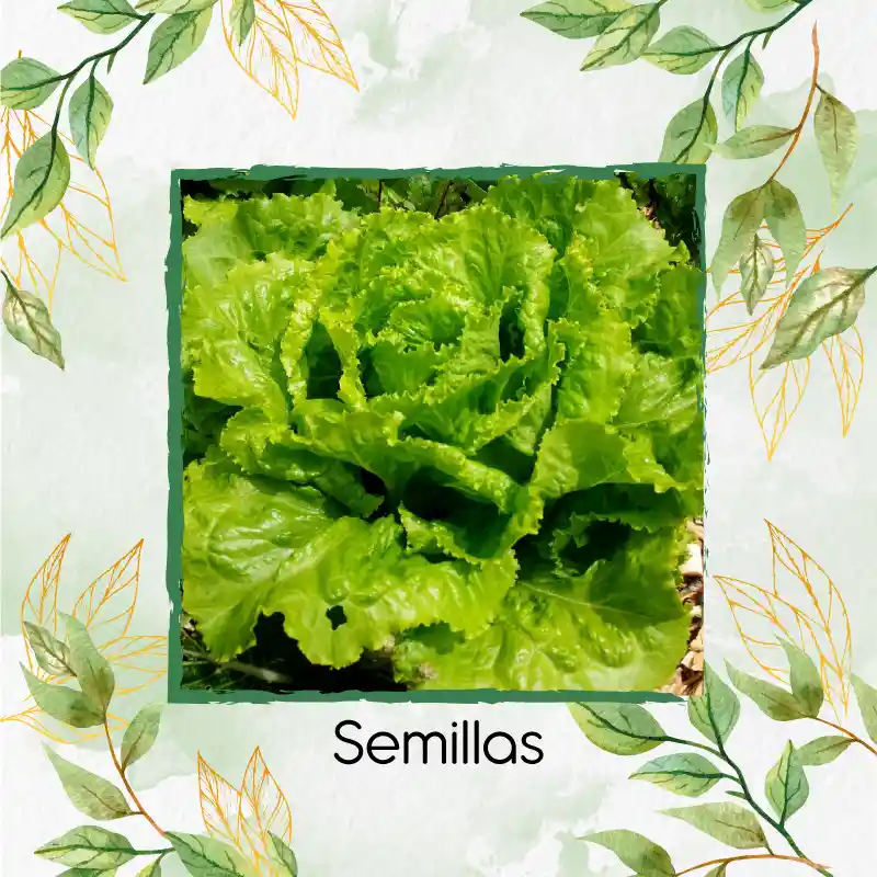 4.000 Semillas Orgánicas De Lechuga Batavia