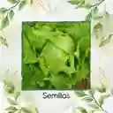 4.000 Semillas Orgánicas De Lechuga Batavia
