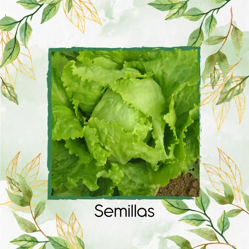4.000 Semillas Orgánicas De Lechuga Batavia