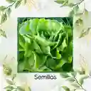 1.400 Semillas Orgánicas De Lechuga Lisa