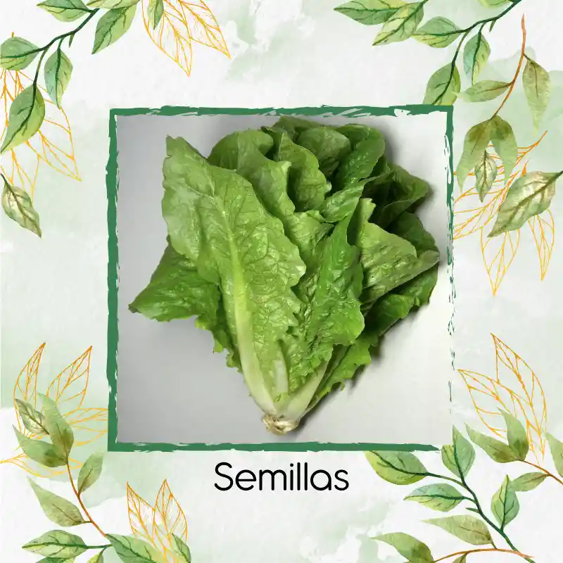 113 Semillas Orgánicas De Lechuga Romana