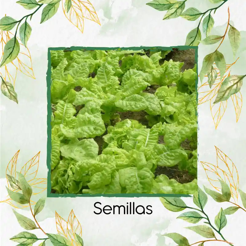 225 Semillas Orgánicas De Lechuga Romana