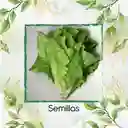 225 Semillas Orgánicas De Lechuga Romana