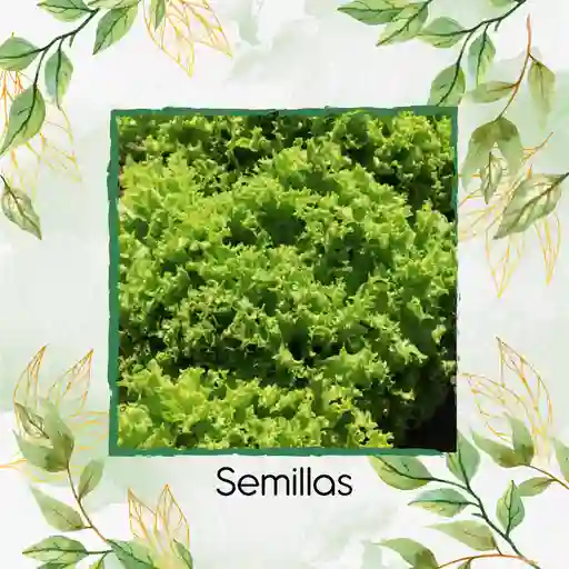 4.000 Semillas Orgánicas De Lechuga Crespa