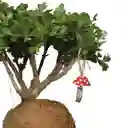 Bonsai Kokedama Buxus En Piedra Con Charm Hongo