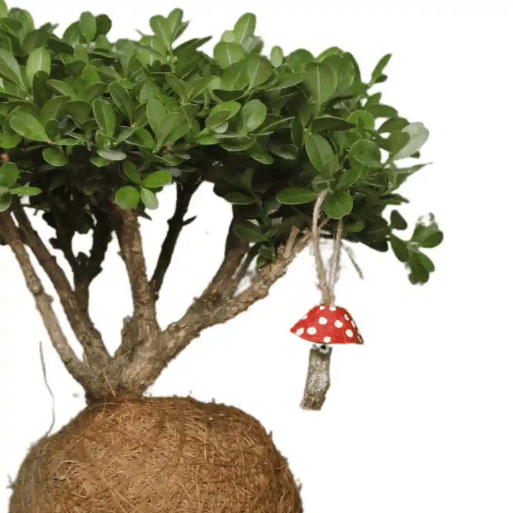Bonsai Kokedama Buxus En Piedra Con Charm Hongo