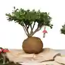 Bonsai Kokedama Buxus En Piedra Con Charm Hongo