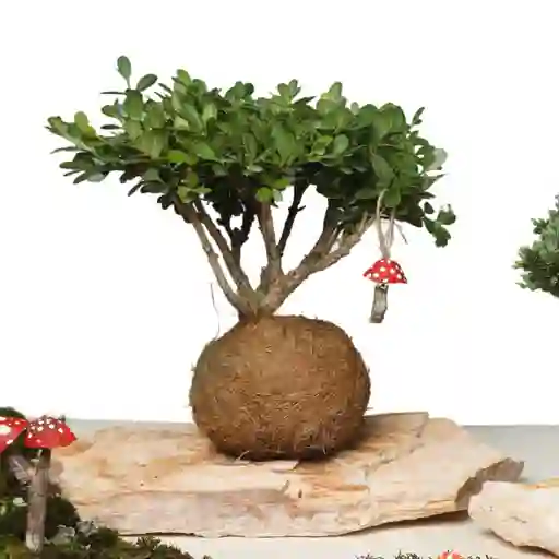 Bonsai Kokedama Buxus En Piedra Con Charm Hongo