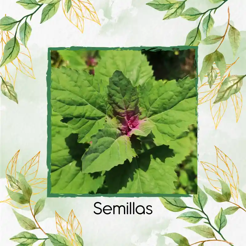 1.000 Semillas Orgánicas De Magenta Spreen