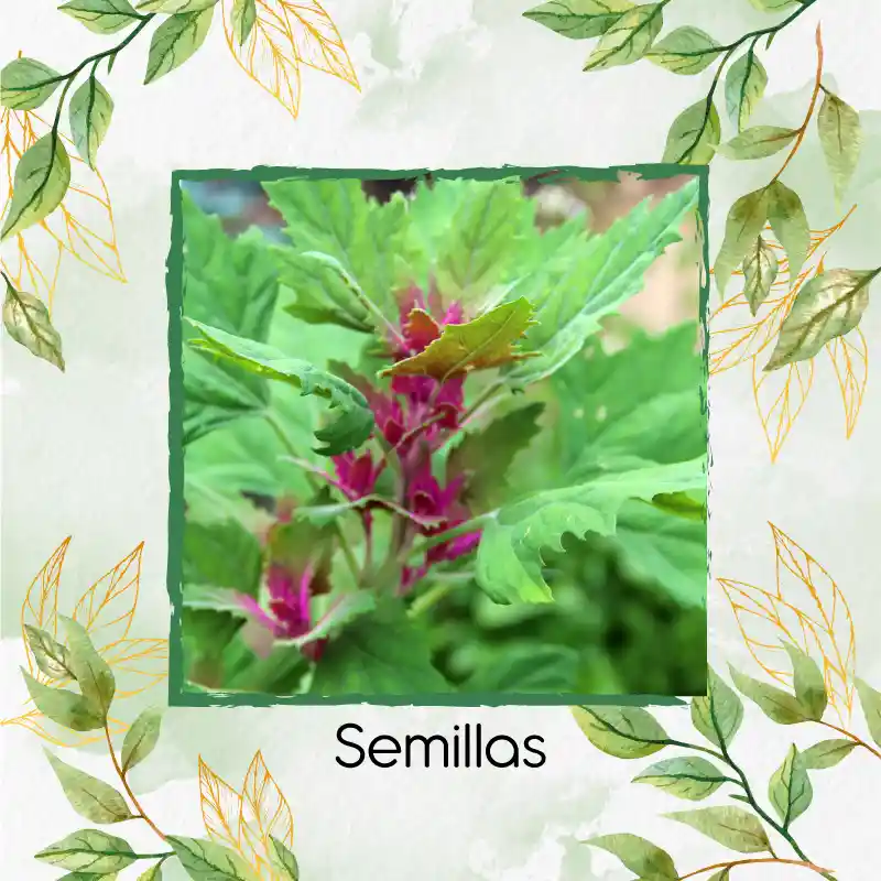 1.000 Semillas Orgánicas De Magenta Spreen