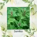 1.000 Semillas Orgánicas De Magenta Spreen