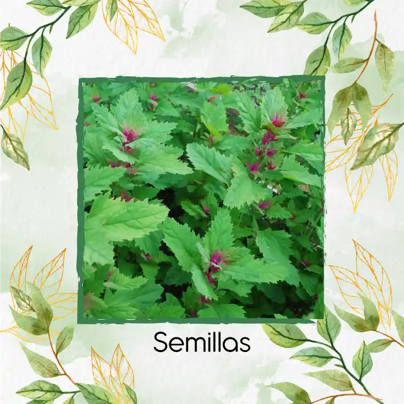 1.000 Semillas Orgánicas De Magenta Spreen