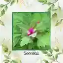 1.000 Semillas Orgánicas De Magenta Spreen