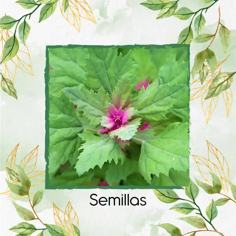 1.000 Semillas Orgánicas De Magenta Spreen