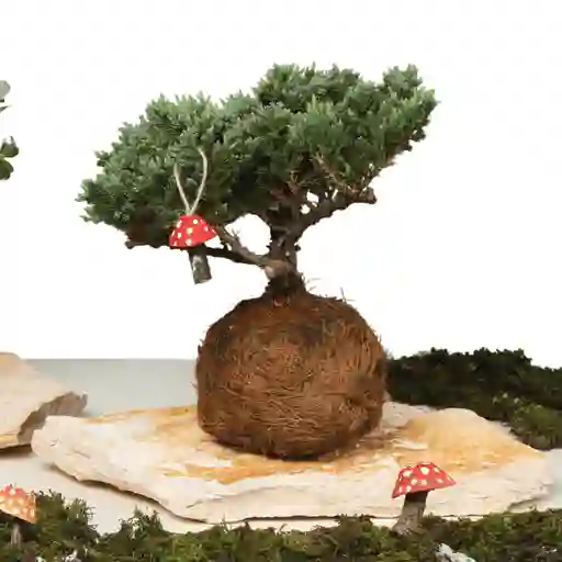 Bonsai Kokedama Pino En Piedra Con Charm Hongo