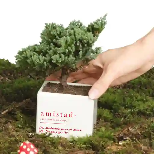 Matera Amistad Con Bonsai