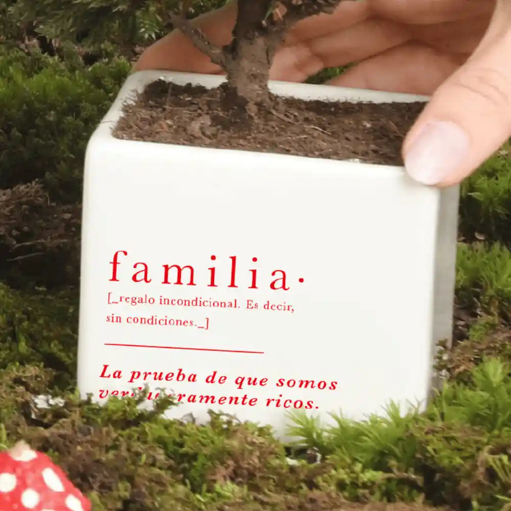 Matera Familia Con Bonsai