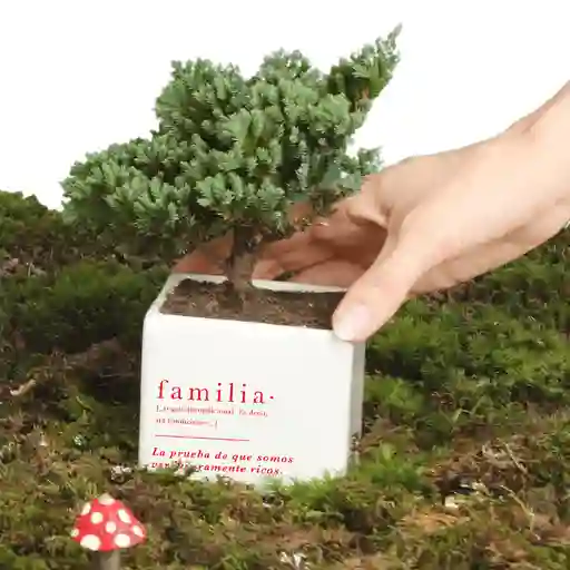 Matera Familia Con Bonsai