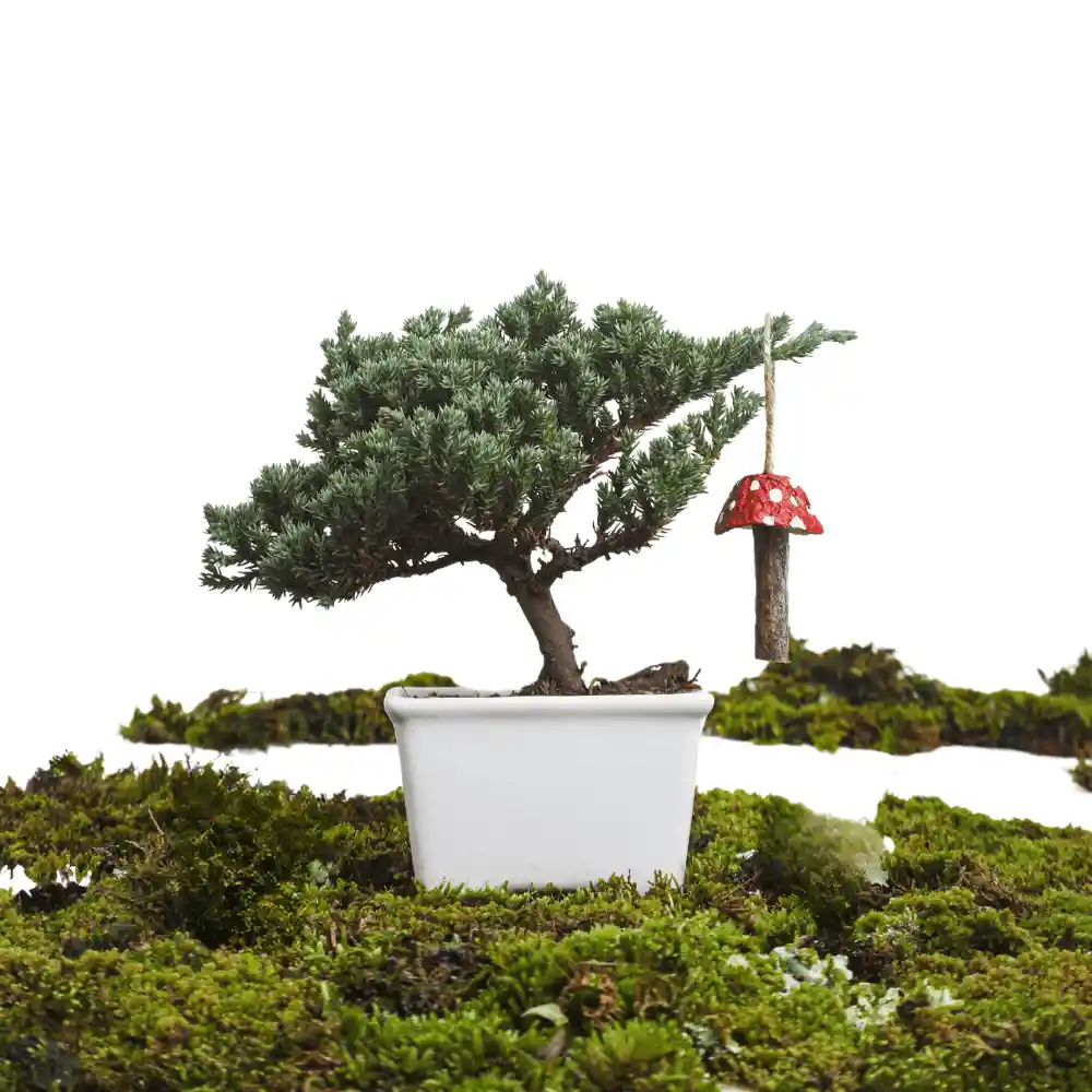 Bonsai De Pino 2 Años Con Charm Hongo
