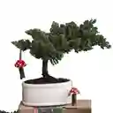 Bonsai Pino 3 Años Con Charm Hongo