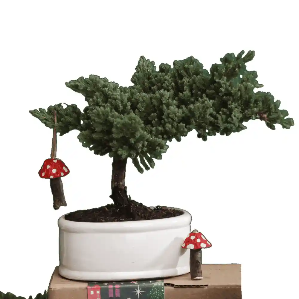 Bonsai Pino 3 Años Con Charm Hongo