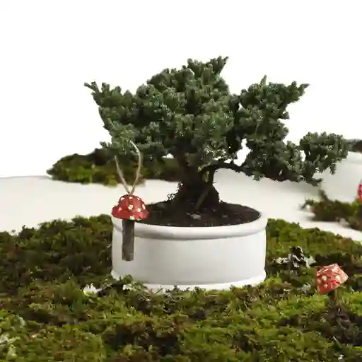 Bonsai Pino 3 Años Con Charm Hongo