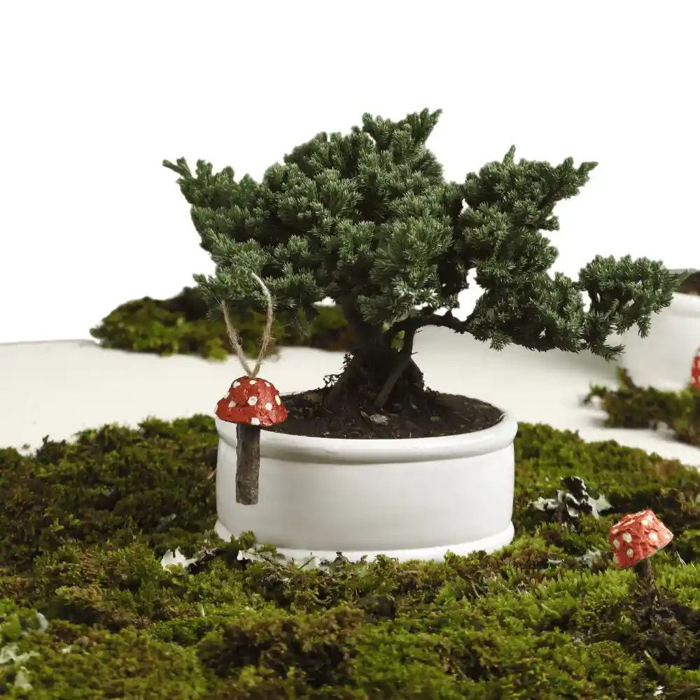 Bonsai Pino 3 Años Con Charm Hongo