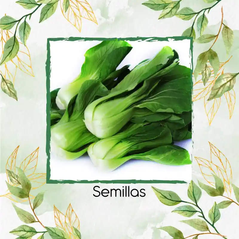 10.000 Semillas Orgánicas De Pak Choi