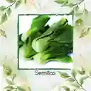20.000 Semillas Orgánicas De Pak Choi