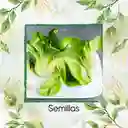 20.000 Semillas Orgánicas De Pak Choi