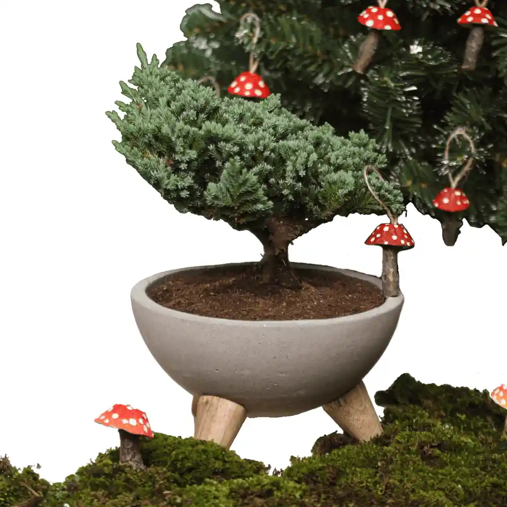 Bowl Bonsai Pino 3 Años Con Charm Hongo