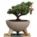 Bowl Bonsai Pino 3 Años Con Charm Hongo