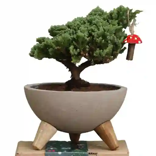 Bowl Bonsai Pino 3 Años Con Charm Hongo