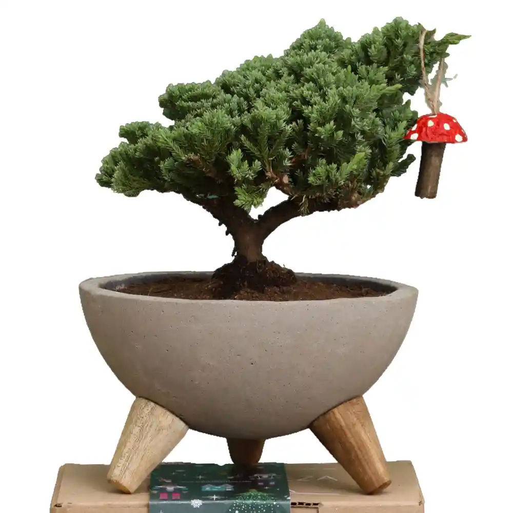 Bowl Bonsai Pino 3 Años Con Charm Hongo