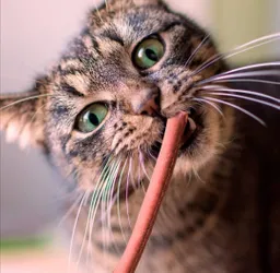 Cabano Para Gato De Conejo Pato Queso Cabano Gato Pato Y Conejo Gatos Barf Gato Snack