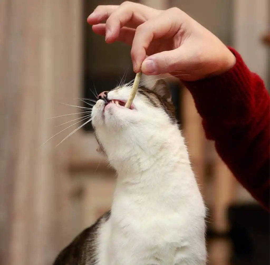 Cabano Para Gato De Pollo Y Hierba Para Gatos Cabano Gato Pollo Gatos