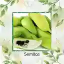 200 Semillas Orgánicas De Pepino Relleno