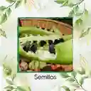 400 Semillas Orgánicas De Pepino Relleno