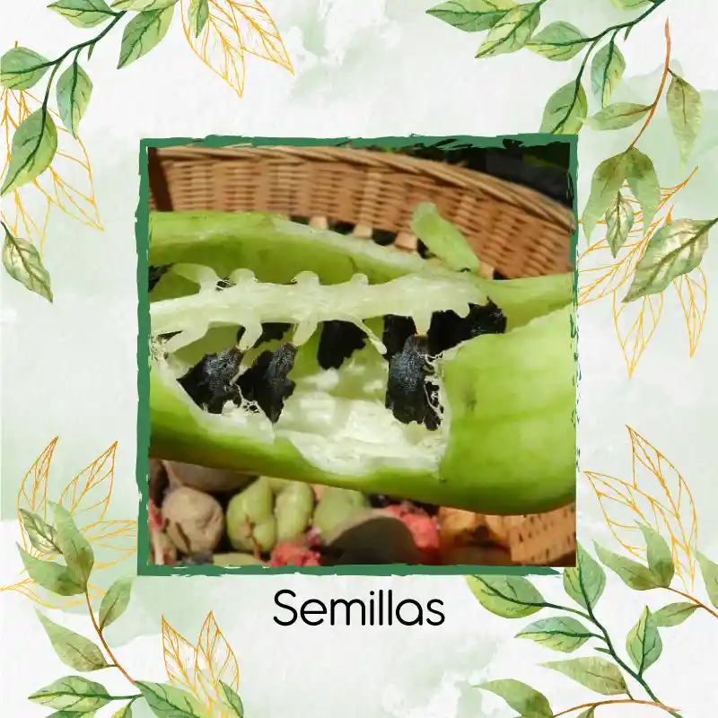 400 Semillas Orgánicas De Pepino Relleno