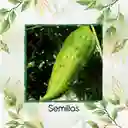 400 Semillas Orgánicas De Pepino Relleno