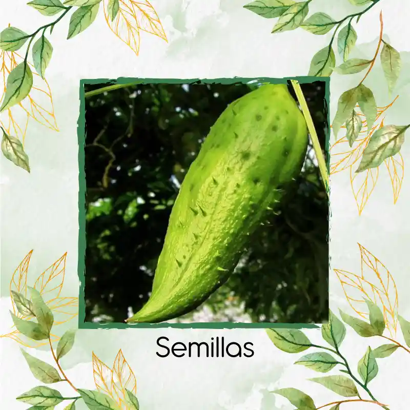 400 Semillas Orgánicas De Pepino Relleno
