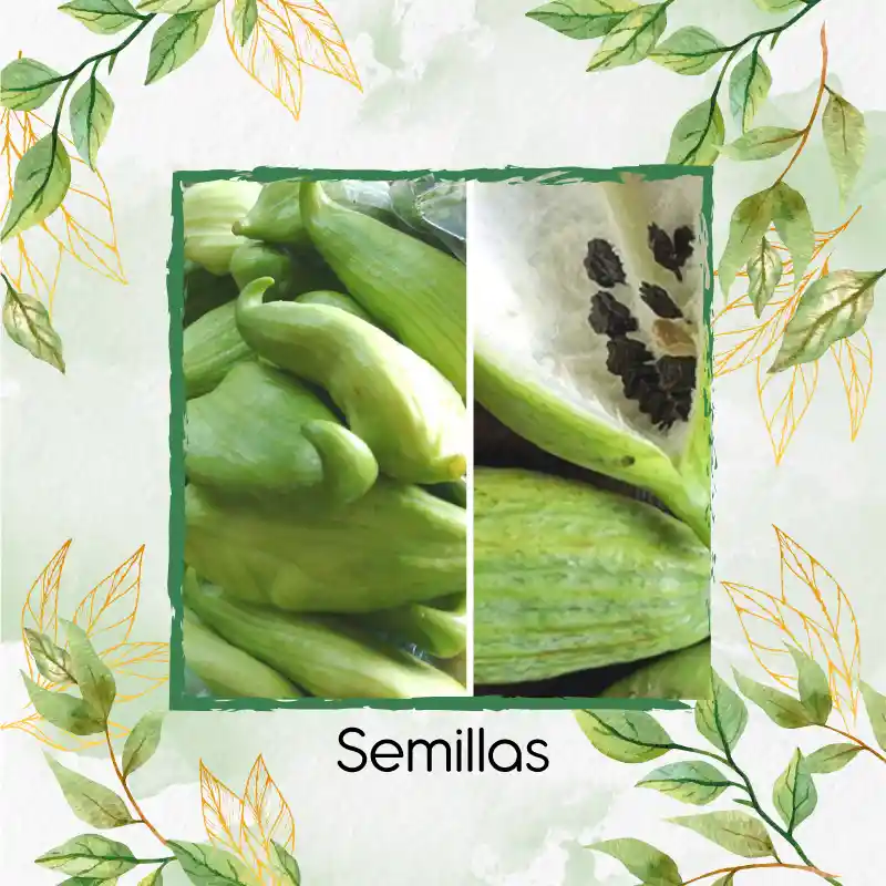 400 Semillas Orgánicas De Pepino Relleno