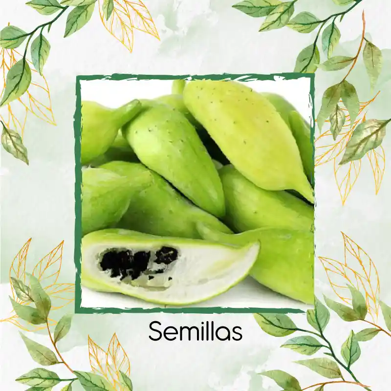 400 Semillas Orgánicas De Pepino Relleno