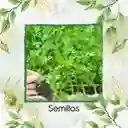 1.000 Semillas Orgánicas De Perejil Liso
