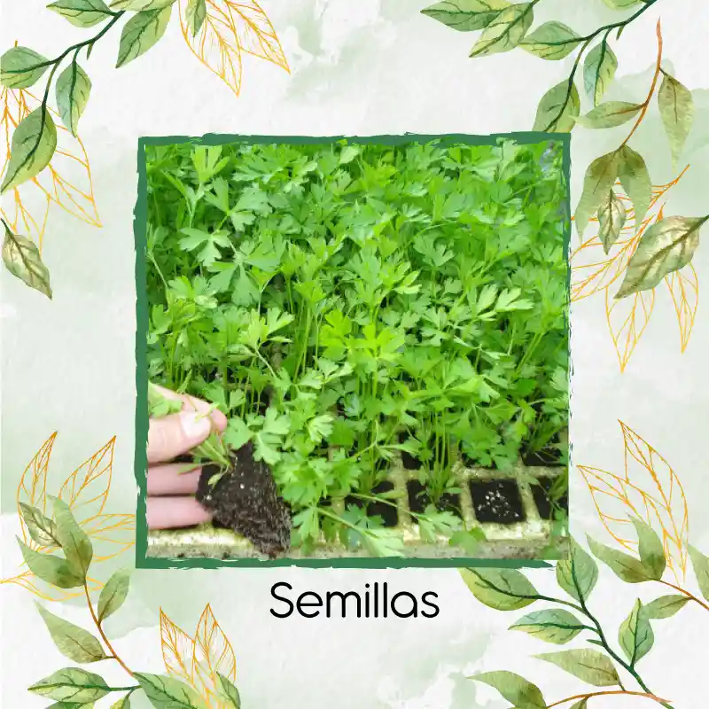 1.000 Semillas Orgánicas De Perejil Liso