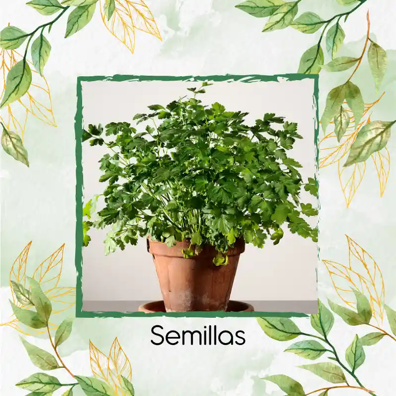 1.000 Semillas Orgánicas De Perejil Liso